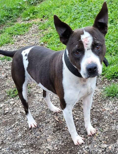 ARYA, boston terrier, 6 ans 200 26700 Pierrelatte
