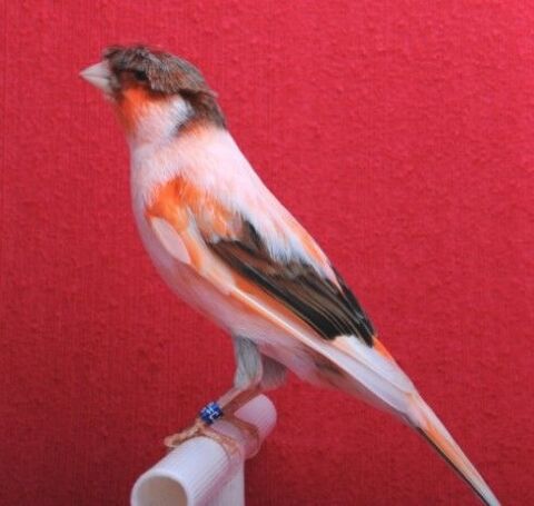 CANARIS ARLEQUIN 25 86100 Châtellerault