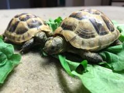   TORTUES GRECQUES 