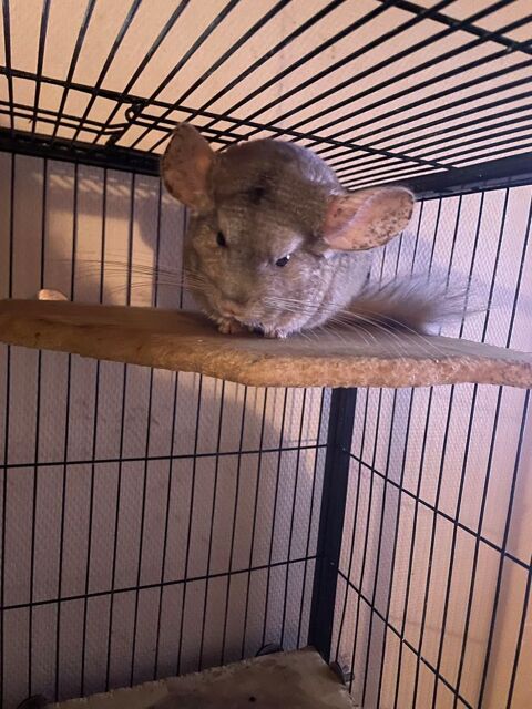 4 chinchillas 150 78520 Limay