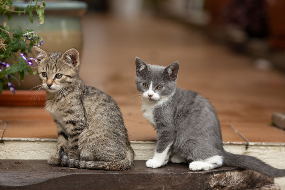   Adorable chaton cherche famille aimante. 