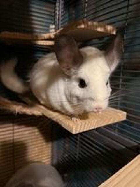   2 chinchillas femelles +grande cage et accessoires 