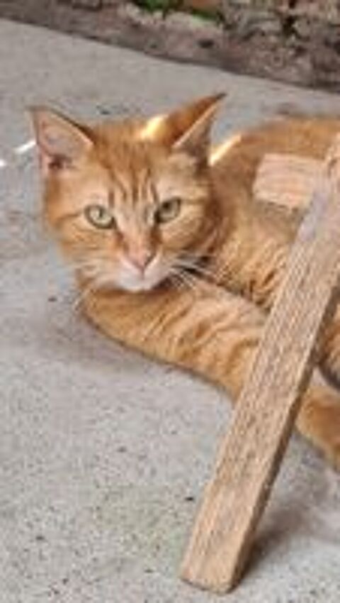   TARTINE femelle rousse 4 ans 