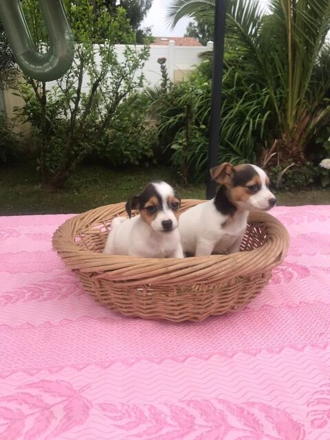 Chiots Jack Russel 600 40230 Saint-vincent-de-tyrosse