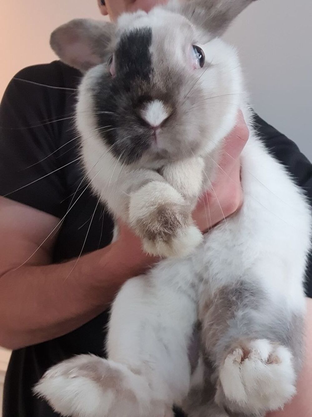   Bonjour, donne lapin nain + enclos neuf (gratuit) 
