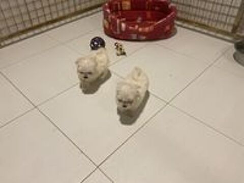   Bichons maltais LOF
