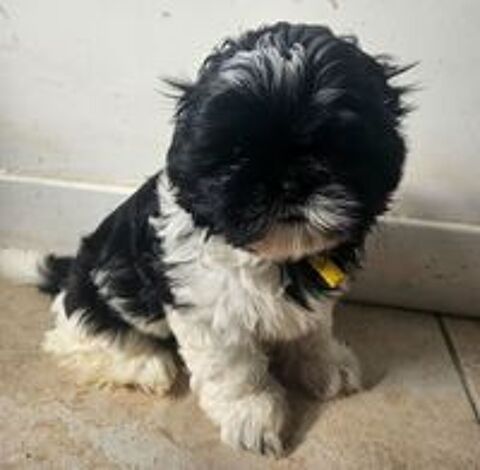   Shih tzu LOF  