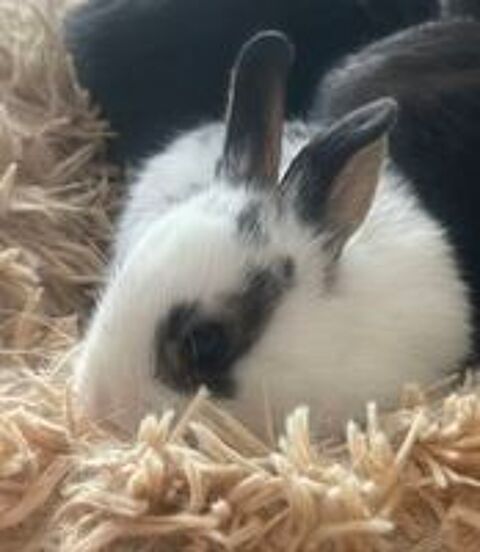   lapins extras nains  
