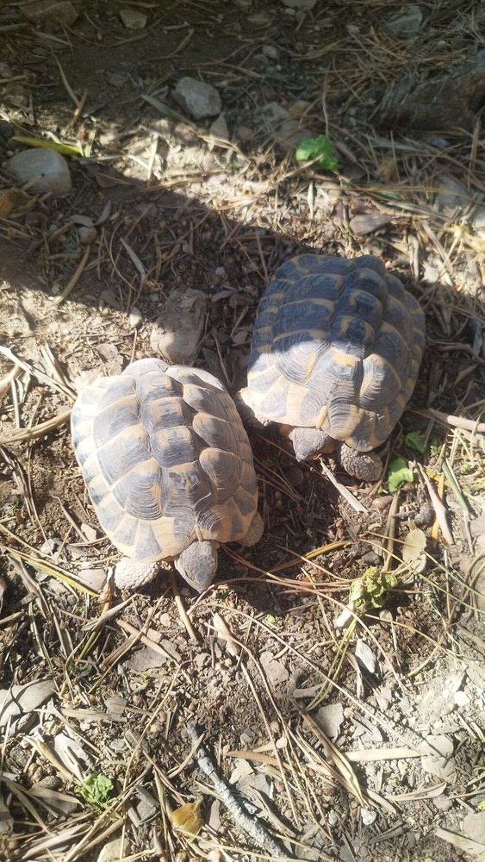   Tortue de terre 