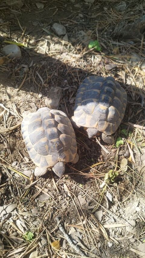 Tortue de terre 80 30000 Nîmes