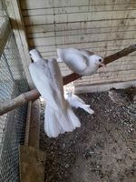   Oiseaux 