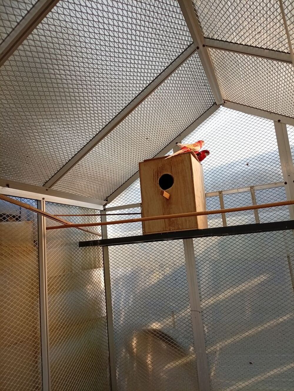   volières et oiseaux 