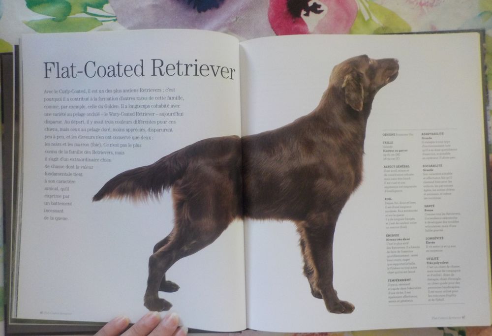 CHIENS RAPPORTEURS DE GIBIER, CHIENS LEVEURS ET CHIENS D'EAU Livres et BD