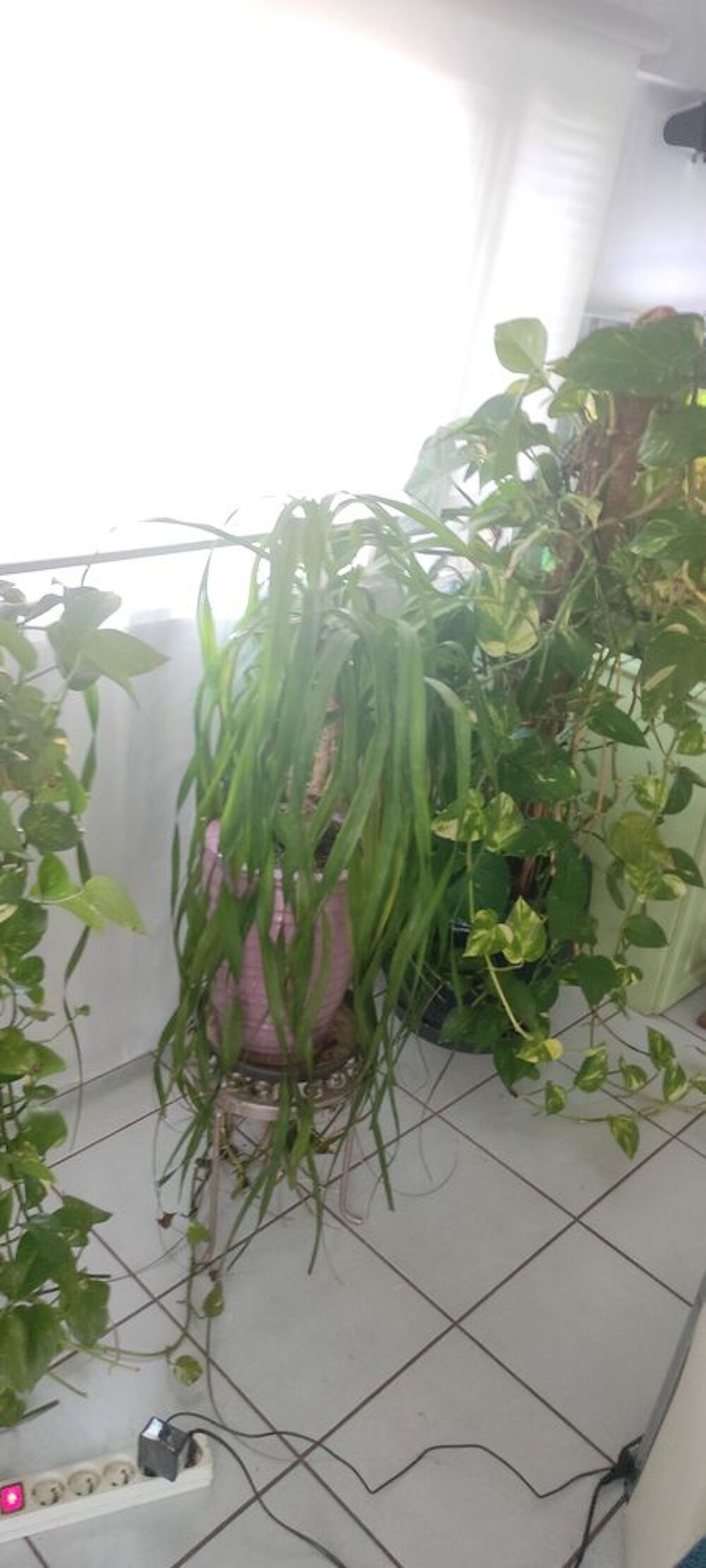 plantes int&eacute;rieures et ext&eacute;rieures + aquarium Jardin