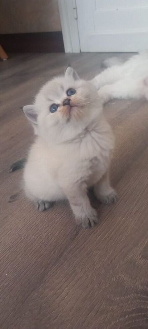 Chatons de type british Shorthair 1260 80000 Amiens