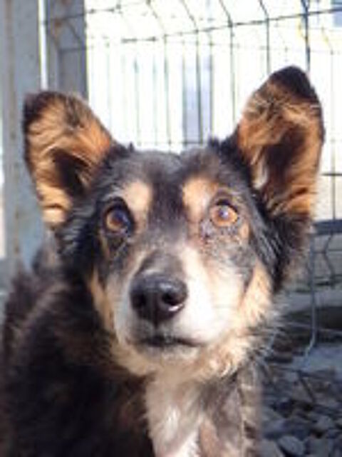   Oldie à l'adoption 