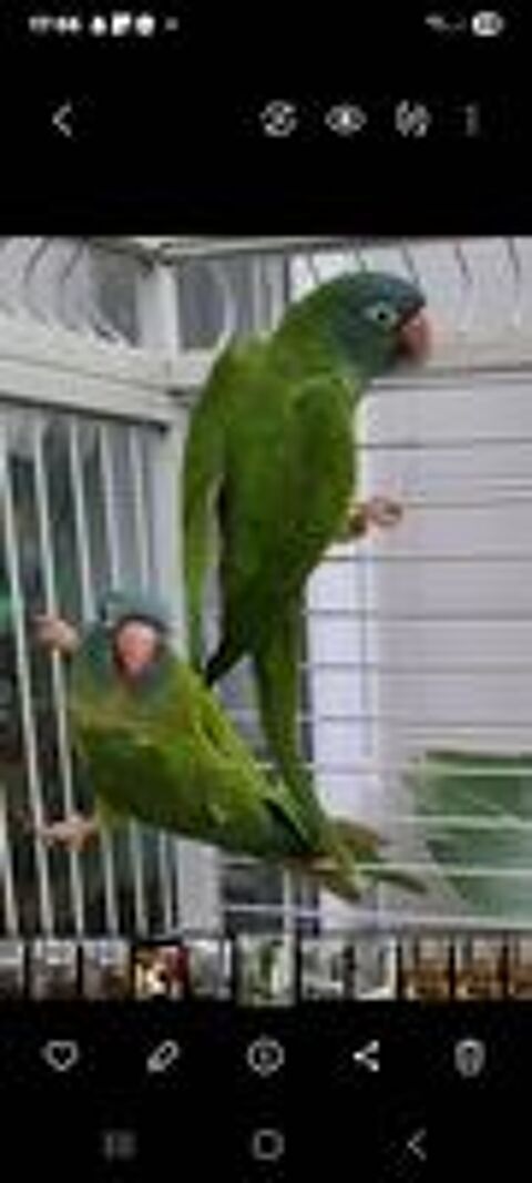   Couple de conure � t�te bleue 