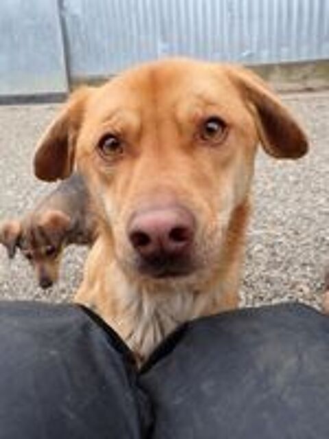   Silco à l'adoption 