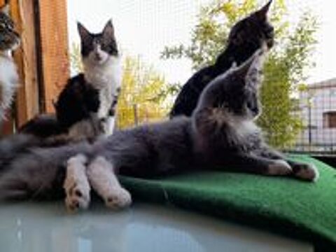   Maine coon 