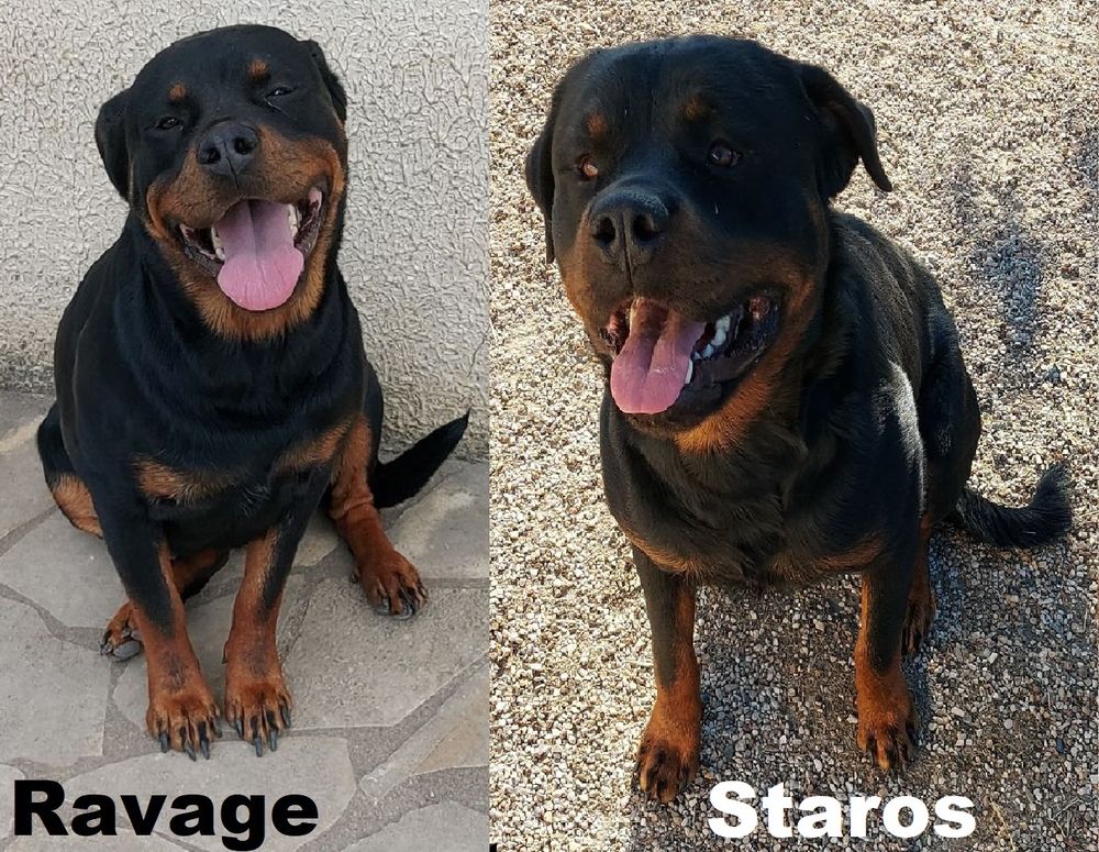  Chiots Rottweiler a réserver 