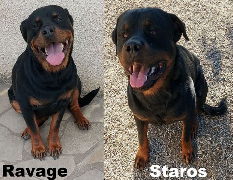 Chiots Rottweiler a r&eacute;server 970 79600 Airvault