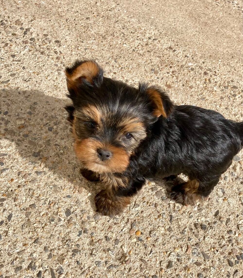   5 FEMELLES YORKSHIRE DISPONIBLE 