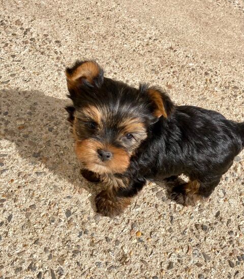 5 FEMELLES YORKSHIRE DISPONIBLE 0 85220 Coëx