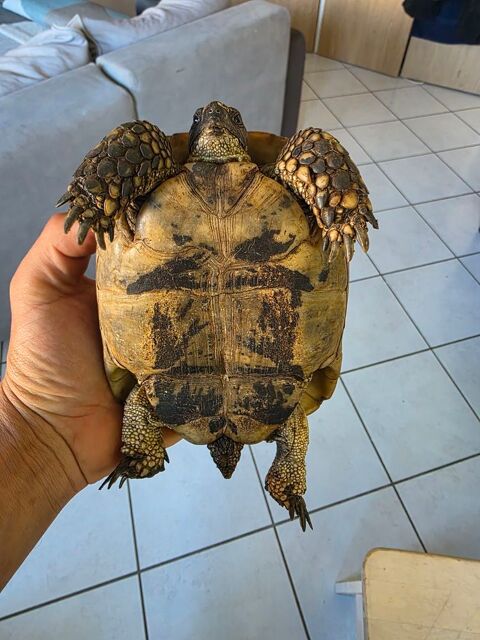 Tortue graeca femelle 250 42420 Lorette
