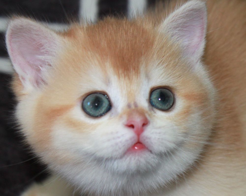   Superbes Chatons Golden Shell et Golden Point 