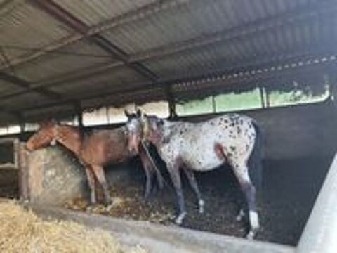   Appaloosa entier 