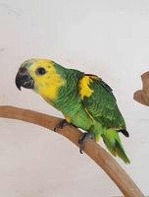   AMAZONE A FRONT BLEUE ELEVE A LA MAIN 