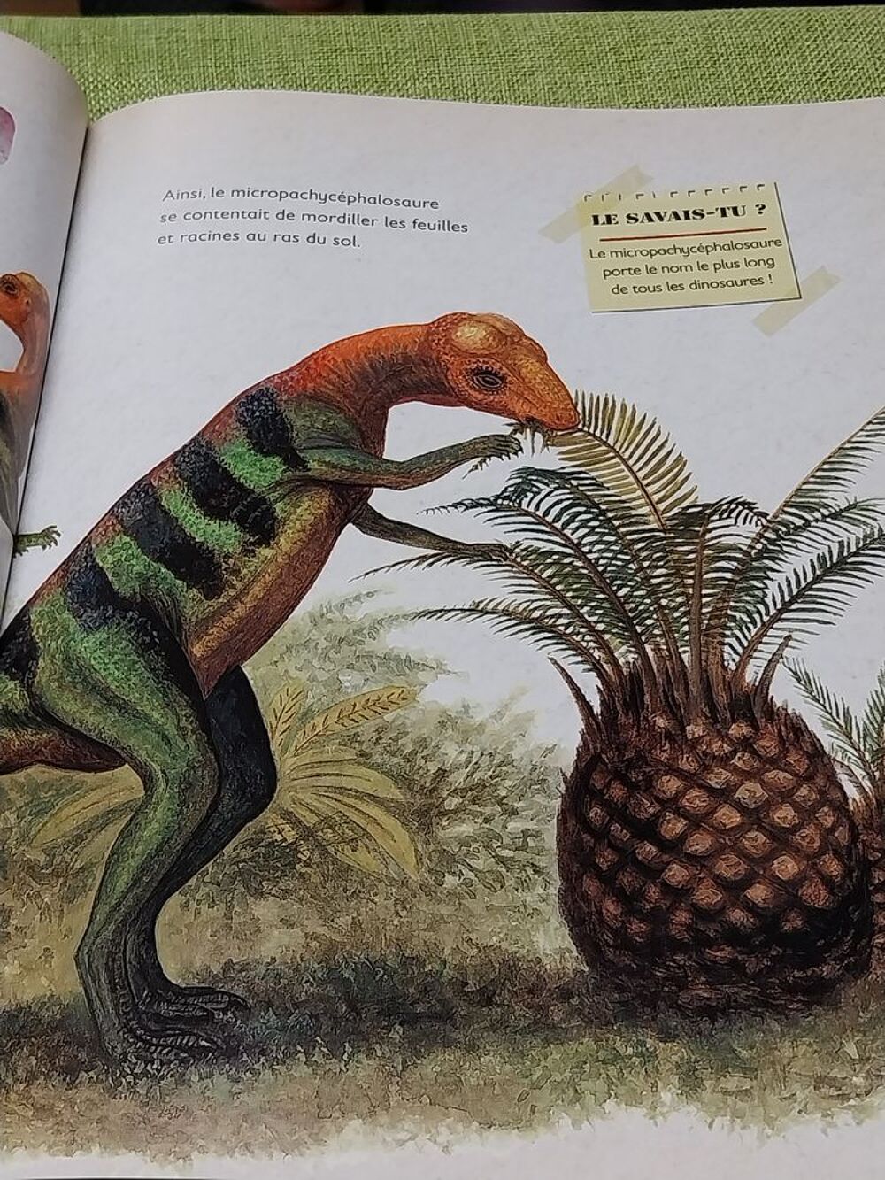 Dinosaures le livre de tous les secrets Rupert Matthews Livres et BD