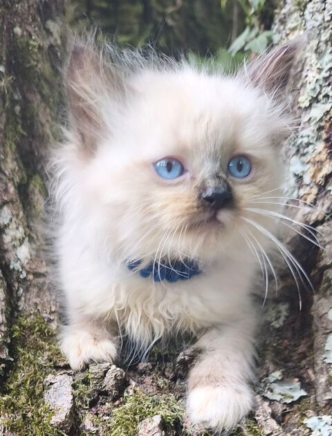 Chaton sib&eacute;rien LOOF 1550 85310 Chaillé-sous-les-ormeaux