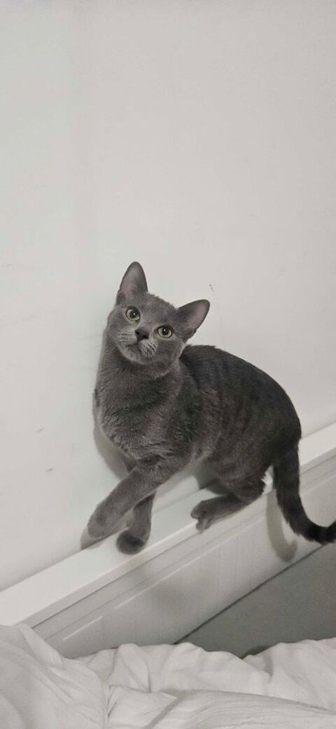 Adoption chaton 0 93140 Bondy