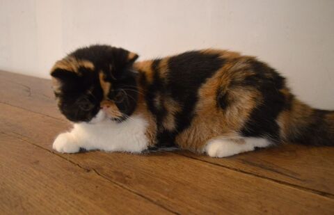 femelle exotic shorthair 200 85250 Saint-andr-goule-d'oie