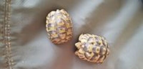   tortues Graeca 