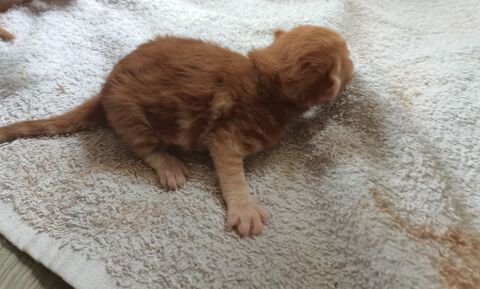 3 petits chatons adorable 0 59140 Dunkerque