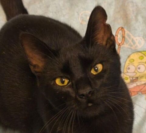 PRINCE 230 27620 Gasny