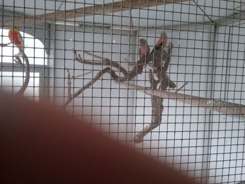 Oiseaux de voli&egrave;re bagues cde 80 49340 Tr�mentines