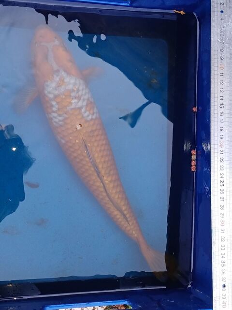 carpe    de  bassin 20 59670 Cassel