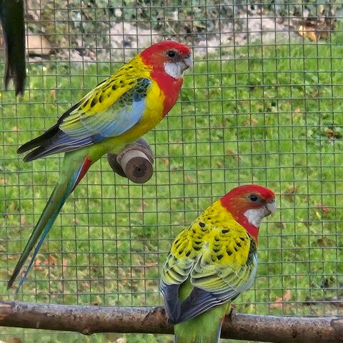 Grande perruche Omnicolore  1 86000 Poitiers