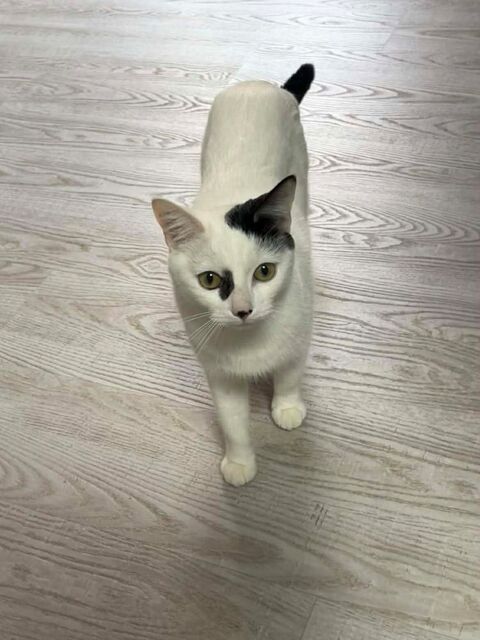 Blanchette gentille chatte 1 AN 140 11000 Carcassonne