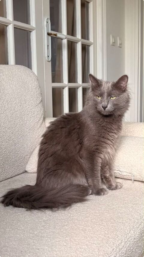 Loulou le parfait compagnon 180 75013 Paris