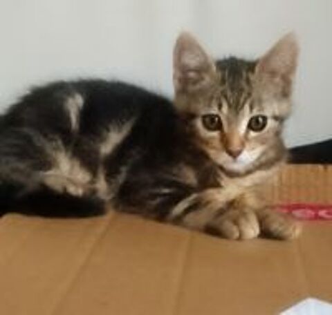   Chaton à adopter  
