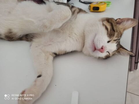 Garde de chat 0 42000 Saint-�tienne