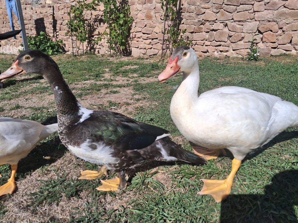   2 canards de barabarie  