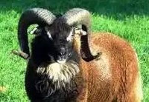   Moutons adultes type SOAY 