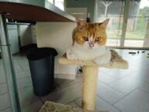   Chatons British Shorthair 