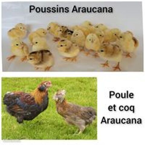   Oeuf fécondé, poussin, coq, poule Araucana. 