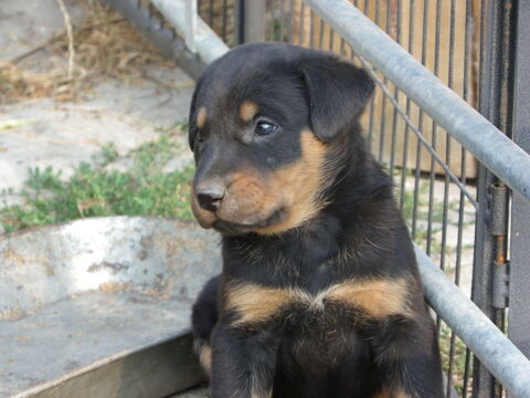 chiot beauceron 0 36290 Azay-le-ferron